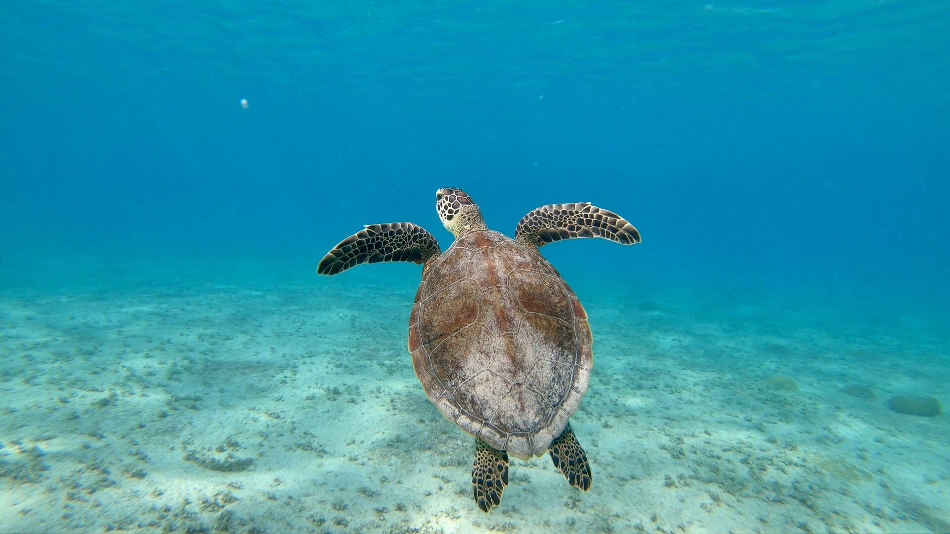 Erlebt die unvergleichliche Unterwasserwelt der Karibik